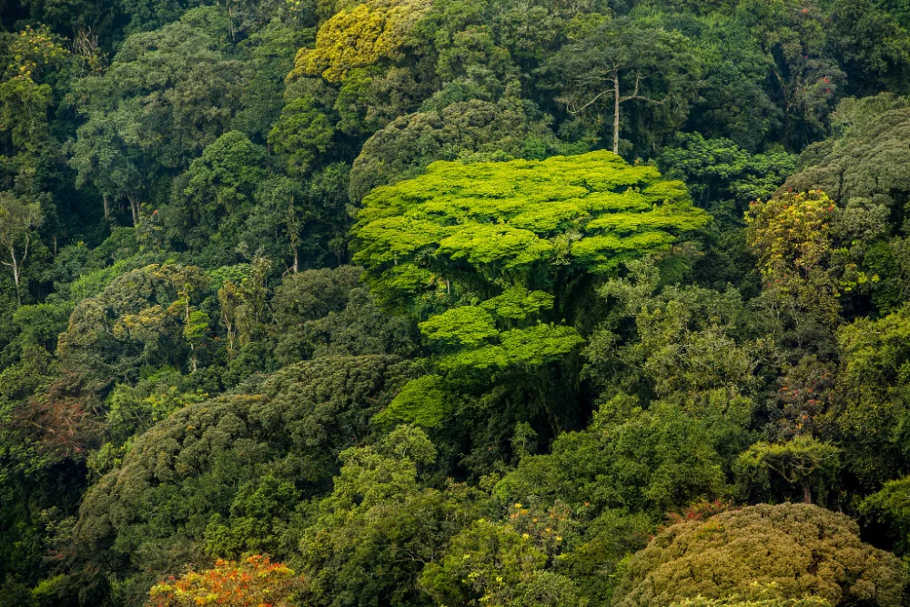 Tree planting in Rwanda